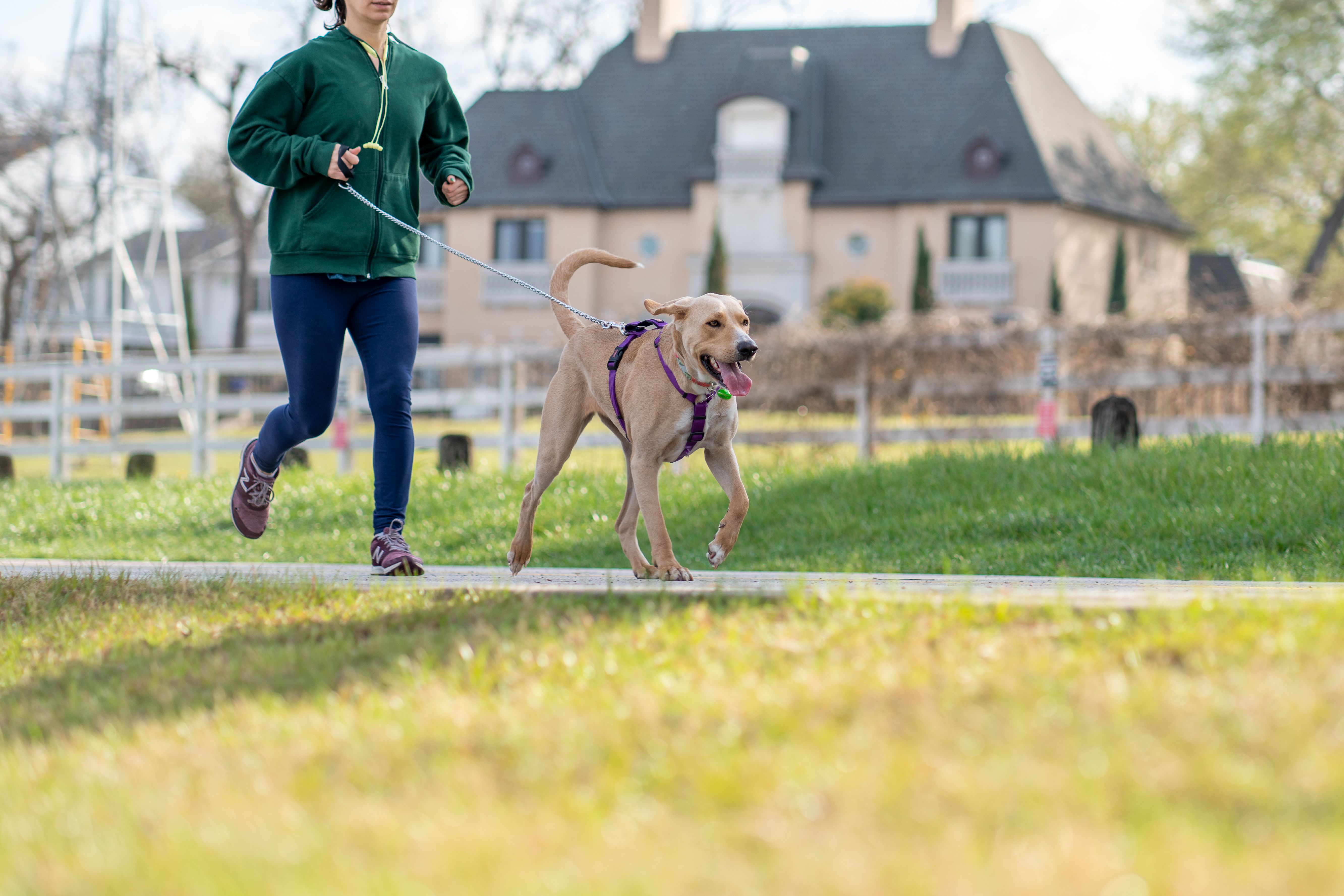 Dog running